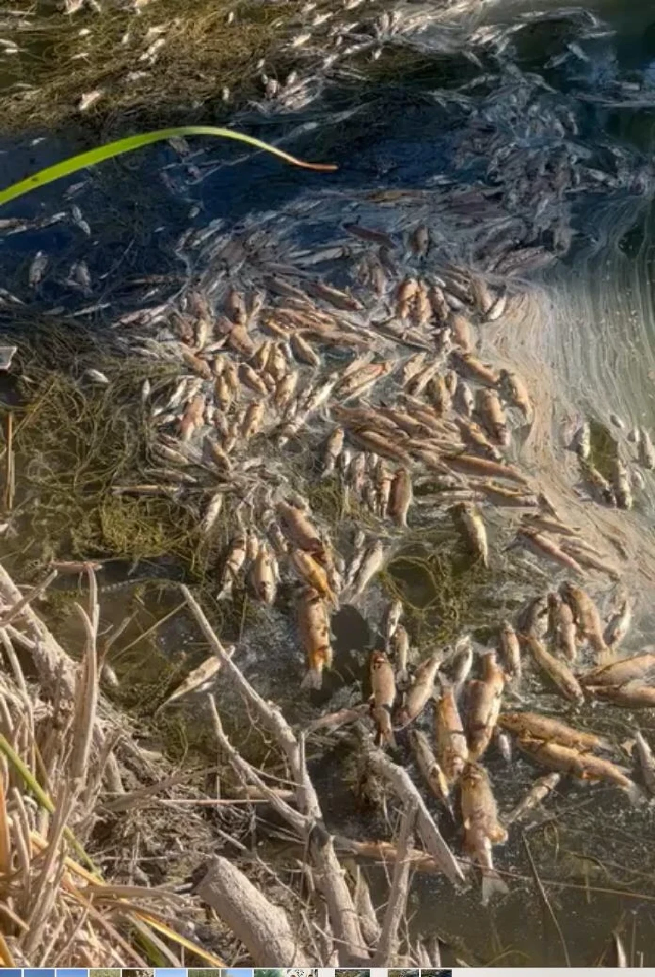 Sivrihisar'da Sakarya Nehri Kurudu, Çiftçiler Mağdur Oldu